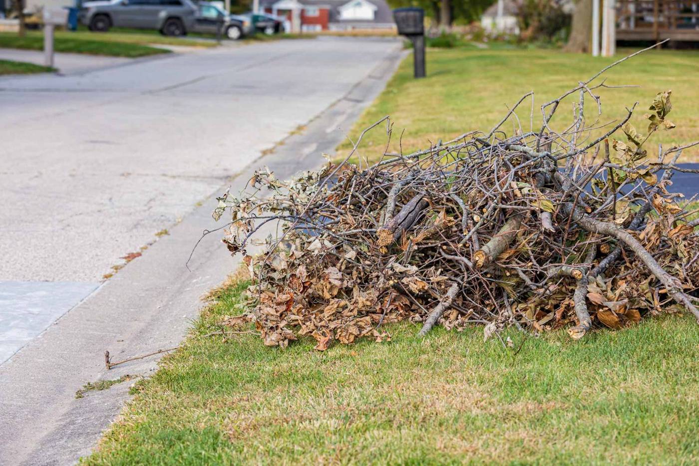 Small pile of cut tree branches staged on the parkway for hauling